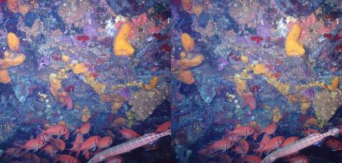 Groupe de Mombins : Myripristis jacobus - Au premier plan, Poisson trompette : Aulostomus maculatus