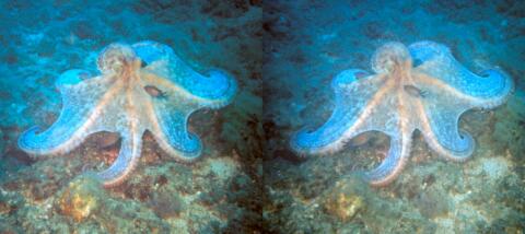 Plongée aux Péniches d'Anthéor, Poulpe à l'affut : Octopus vulgaris