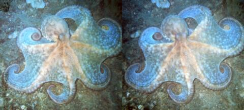 Plongée aux Péniches d'Anthéor, Poulpe à l'affut : Octopus vulgaris