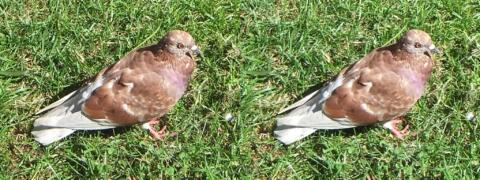 Un pigeon sur le gazon d'un petit jardin
