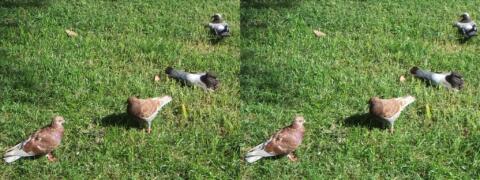 Des pigeons sur le gazon d'un petit jardin
