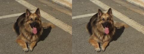 Berger allemand