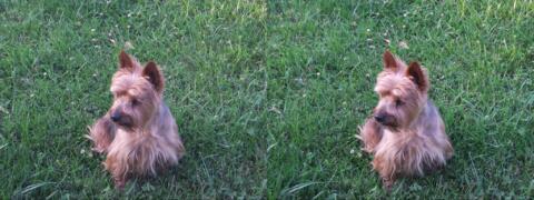 Un petit chien sur le gazon du parc