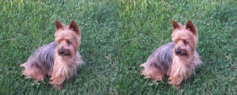 Un petit chien sur le gazon du parc