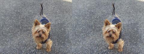 Petit chien