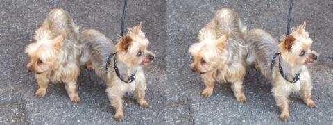 Les deux petits chiens