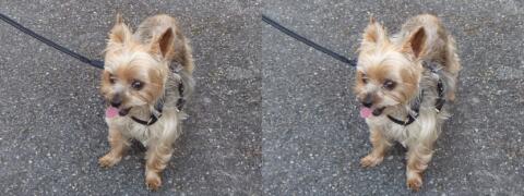 Un des petits chiens