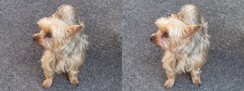 Un des petits chiens