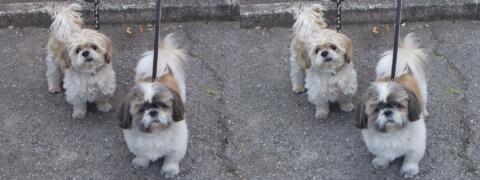 Petits chiens en laisse.