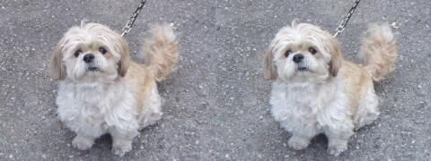 Petit chien en laisse...