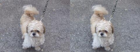 Petit chien en laisse...