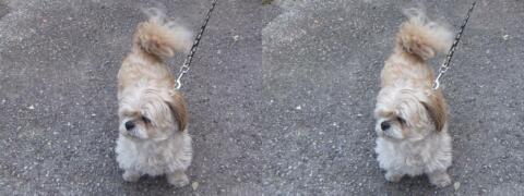 Petit chien en laisse...
