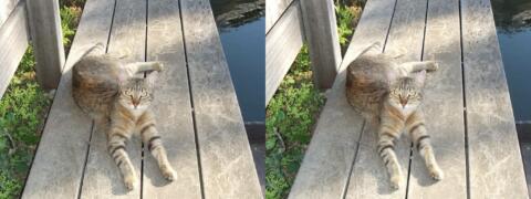 Un chat couché - Cadrage en avant