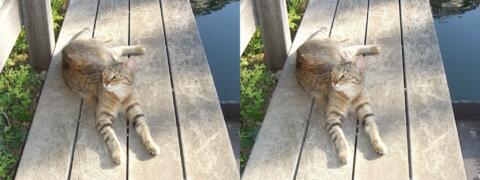 Un chat couché - Cadrage en arrière