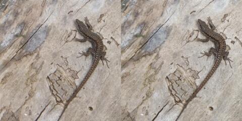 Petit lézard