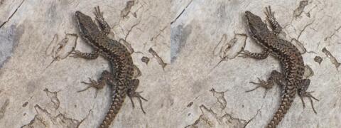 Petit lézard - Détail