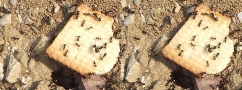Le biscuit posé à l'entrée de la fourmilière