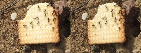 Le biscuit posé à l'entrée de la fourmilière