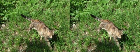 Chat en vadrouille