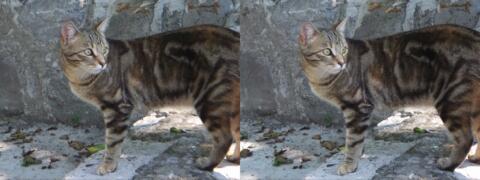 Chat gris