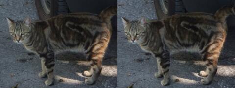 Chat gris