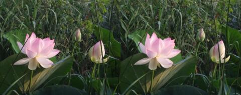 La corolle des fleurs du Lotus sacré peut atteindre 30 cm de diamètre
