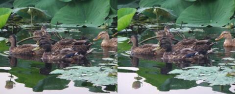 Plusieurs espèces de canard cohabitent en paix