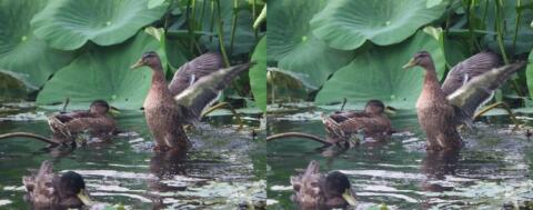 Les canards s'ébattent en cherchant leur nourriture