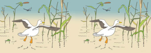 Canard