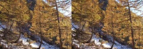 Melezes flamboyants en octobre