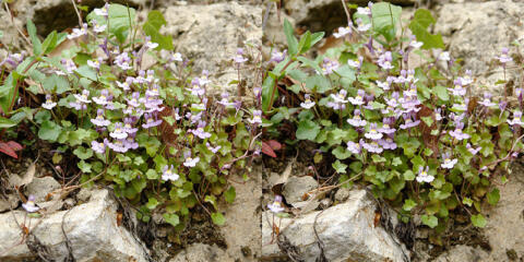 Petites fleurs de rocaille