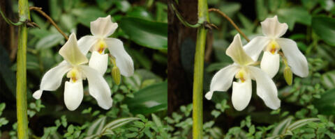 Une orchidée (?)