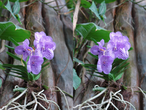 Une autre orchidée (? oublié aussi de demander son nom)