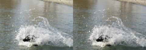 Chien plongeur