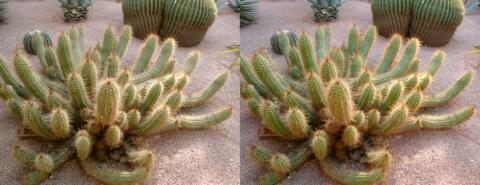 Villa Majorelle- Cactus
