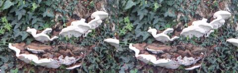 Champignons