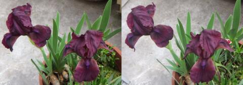 Iris pourpre, balcon parisien