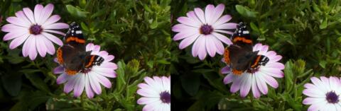 P1010557sj