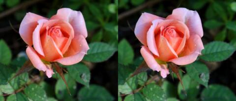 Printemps en approche 1