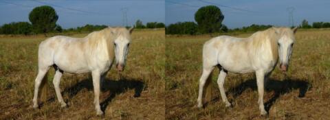 Cheval camarguais 2