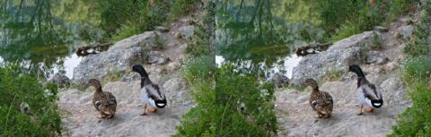 Paisiblement au bord de l eau