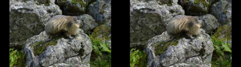 Marmotte au Lauvitel 2