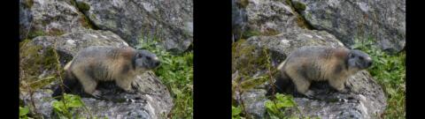 Marmotte au Lauvitel 3