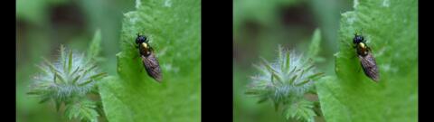 DSC00980se