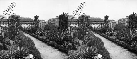 Jardin extérieur, les cactus