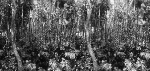 Acanthes