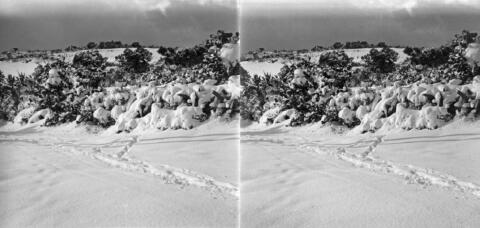 Neige à Bouzareah