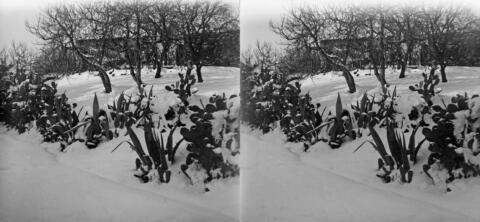 Neige à Bouzareah