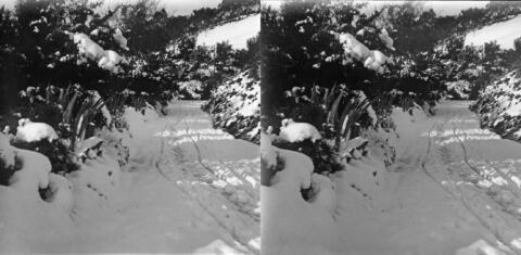 Neige à Bouzareah