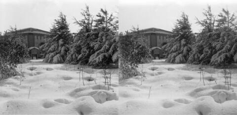 Neige à Bouzareah